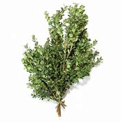 Boughs Branches Boxwood Variegated/LB
