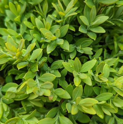 Buxus microphylla var. japonica Green Gem Green Gem Boxwood