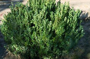 Buxus microphylla var. japonica Green Mountain Green Mountain Boxwood