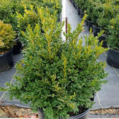 Buxus microphylla var. japonica Green Velvet Green Velvet Boxwood