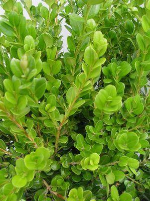 Buxus microphylla Winter Gem Winter Gem Boxwood