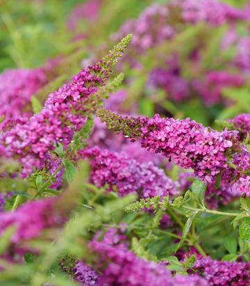 Buddleia Lo & Behold Ruby Chip
