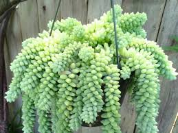 Burros Tail