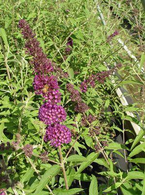 Buddleia davidii Black Knight Black Knight Butterfly Bush