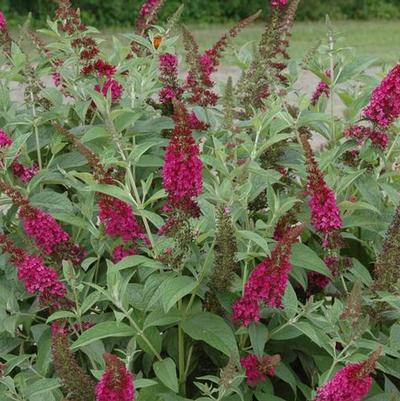 Buddleia x Miss Molly Miss Molly Butterfly Bush: Patent