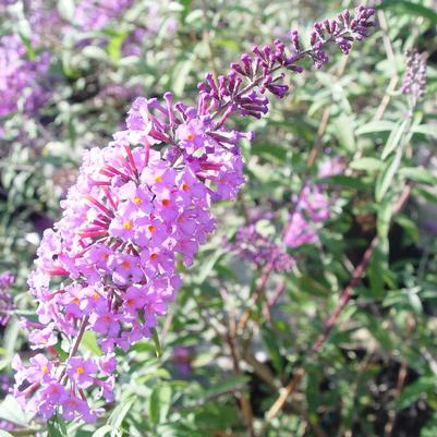 Buddleia davidii Nanho Blue Nanho Blue Butterfly Bush