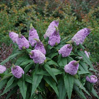 Buddleia x Pugster® Amethyst Pugster® Amethyst Butterfly Bush: