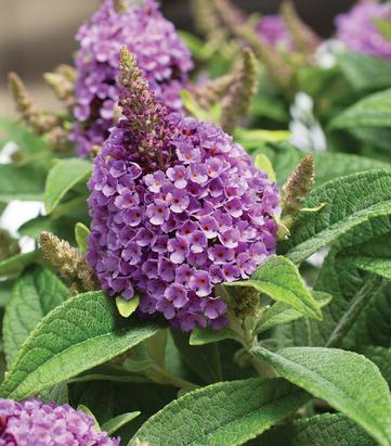 Buddleia davidii Dapper® Lavender ('Buddaplav')  Lavender Butterfly Bush: Patent PPAF