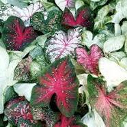 Caladium-Elephant Ear