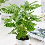 Calathea-Prayer Plant-Rattlesnake Plant