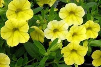 Calibrachoa/Million Bell Single colors