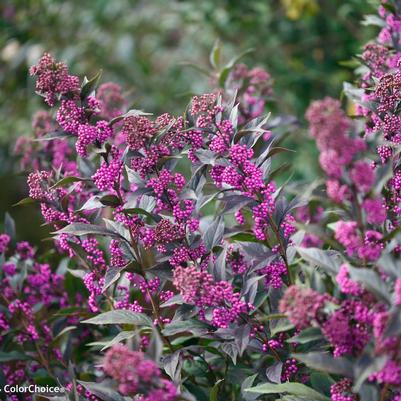 Callicarpa x Pearl Glam® ('NCCX2') Pearl Glam® Beautyberry: