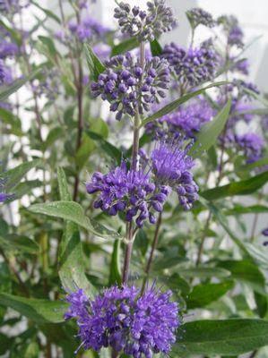 Caryopteris x cland. Dark Knight Dark Knight Blue Mist Shrub