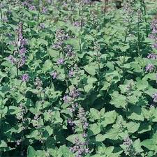 Catnip Nepeta catatia Herb