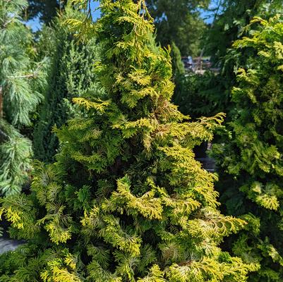 Chamaecyparis obtusa 'Aurea' Golden Hinoki False Cypress