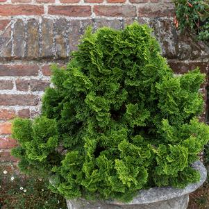 Chamaecyparis obtusa Nana Gracilis Dwarf Gracilis Hinoki Cypress