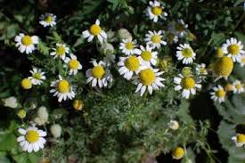 Chamomile Chamaemelum nobile Herb