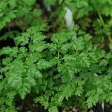 Chervil Anthriscus cerefolium Herb