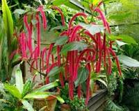 Acalypha-Chenille  