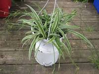 Chlorophytum comosum-Spider Plant