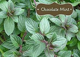 Chocolate Mint Herb