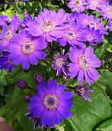 Cineraria