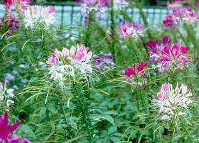 Cleome assorted