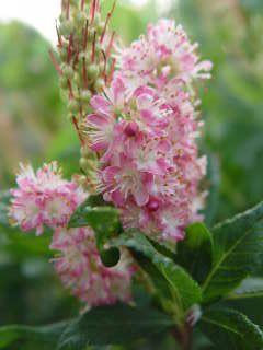 Clethra alnifolia 'Ruby Spice' Ruby Spice Summersweet