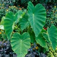 Colocasia_Taro