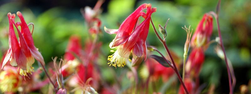 Little Lanterns Dwarf Columbine