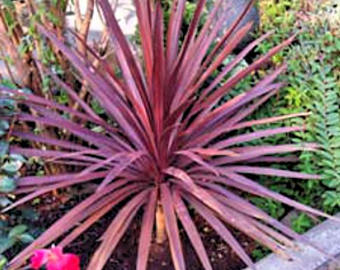 Cordyline