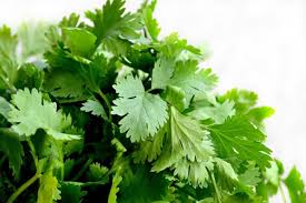 Coriander/Cilantro Coriandrum sativum Herb