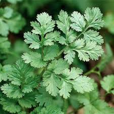 Coriander/Cilantro Salsa Herb