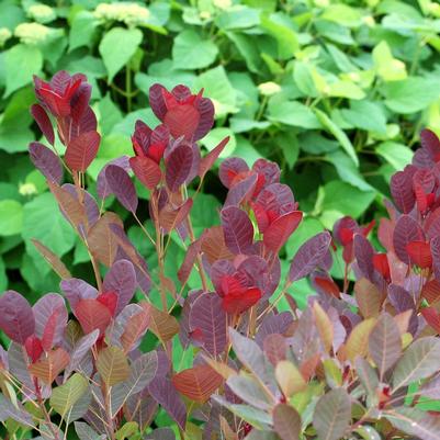 Cotinus coggygria Royal Purple Royal Purple Smokebush