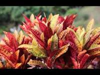 Codiaeum variegated-Croton