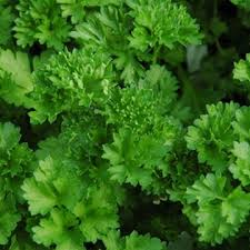 Curly Parsley Herb