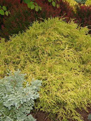 Chamaecyparis pisifera 'Filifera Aurea' Gold Thread Cypress