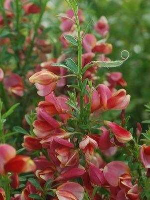 Cytisus sco. Burkwoodii Burkwood Scotchbroom