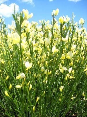 Cytisus sco. Moonlight Moonlight Scotchbroom