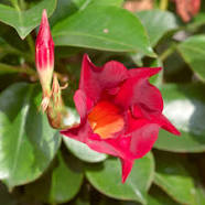 Dipladenia