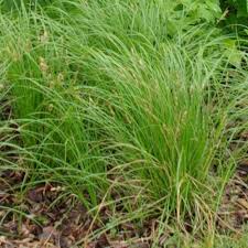 Pensylvanica Carex sedge grass