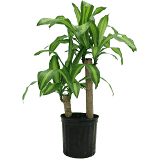 Dracena-assorted