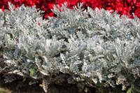 Dusty Miller