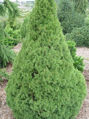 Picea glauca 'Conica' Dwarf Alberta Spruce