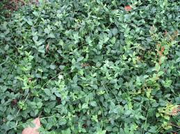 Euonymus Wintercreeper Ground Cover -General Information