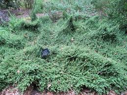 Euonymus Kewensis Wintercreeper Ground Cover