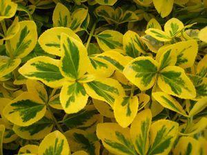 Euonymus f. Gold Splash® ('Roemertwo') Gold Splash® Euonymus