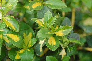 Euonymus f. Moonshadow Moonshadow Euonymus