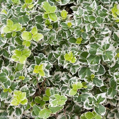 Euonymus f. White Album® ('Alban') White Album® Wintercreeper