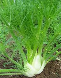 Fennel Foeniculum vulgare Herb